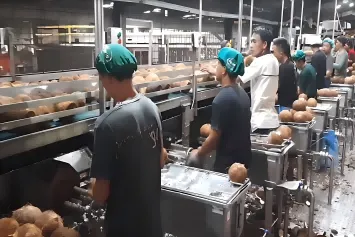 Drilling Vs. Txiav hauv Industrial Coconut Water Extraction: Engineering Choi...